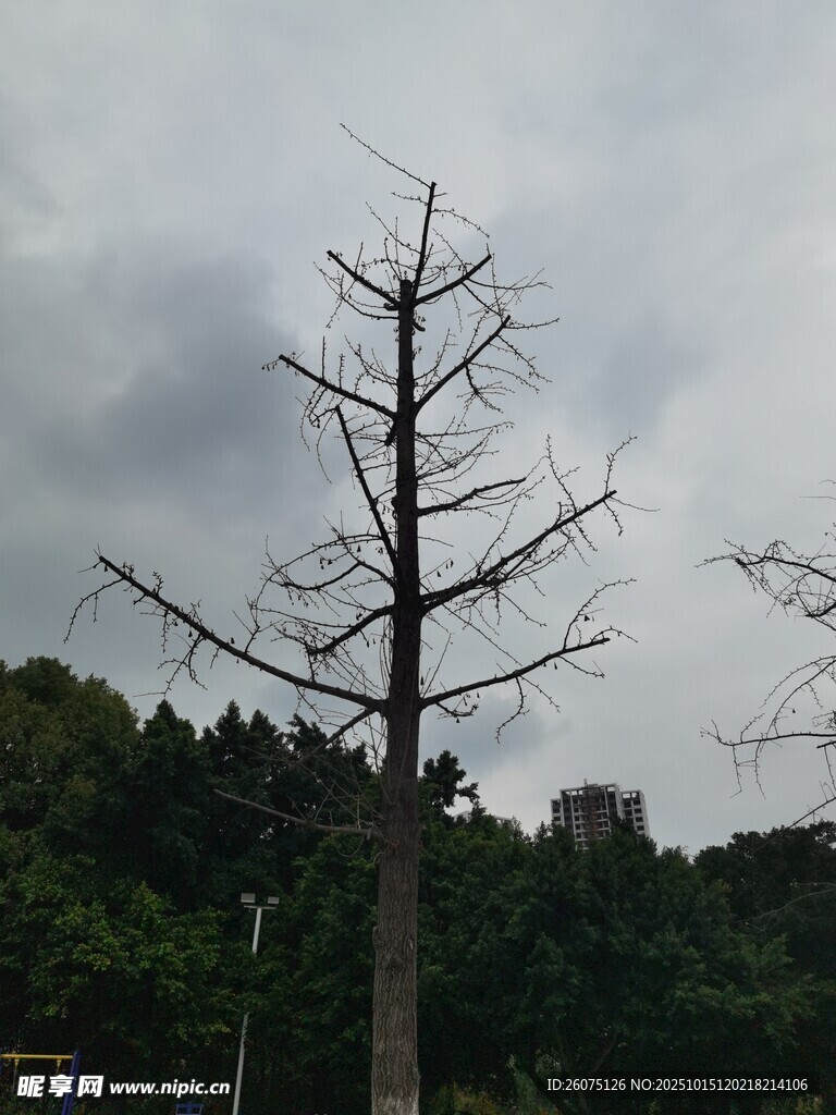 枯树立于山林阴云之下