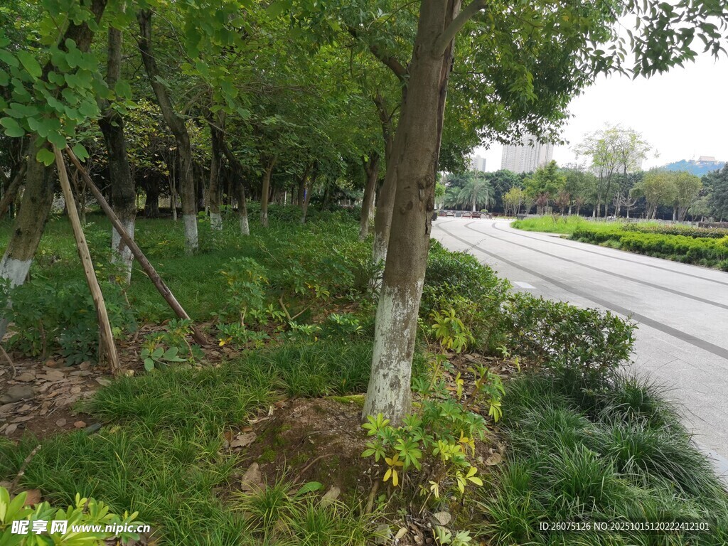 乡村林间小路风景