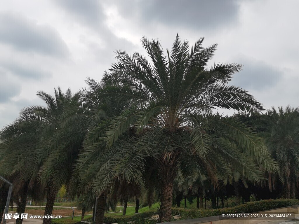 棕榈树林景观