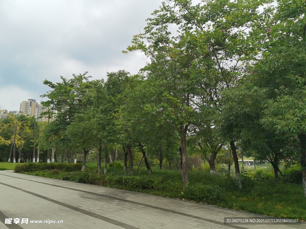 林荫道路绿意盎然的景致