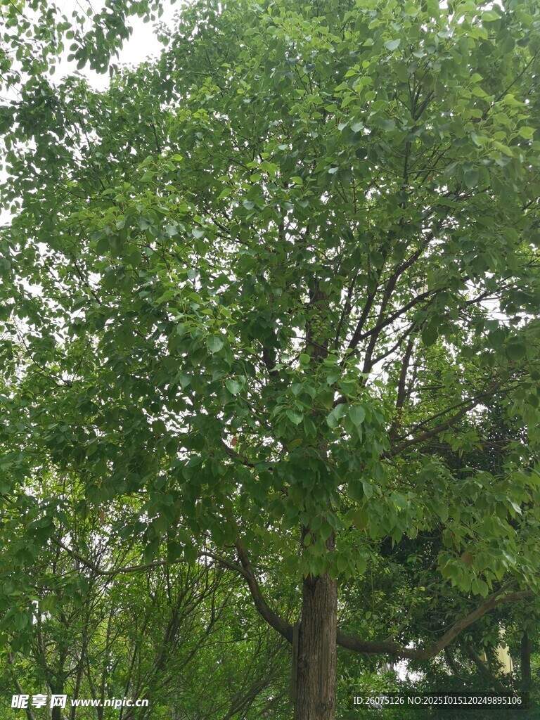 茂盛绿树展现自然生机