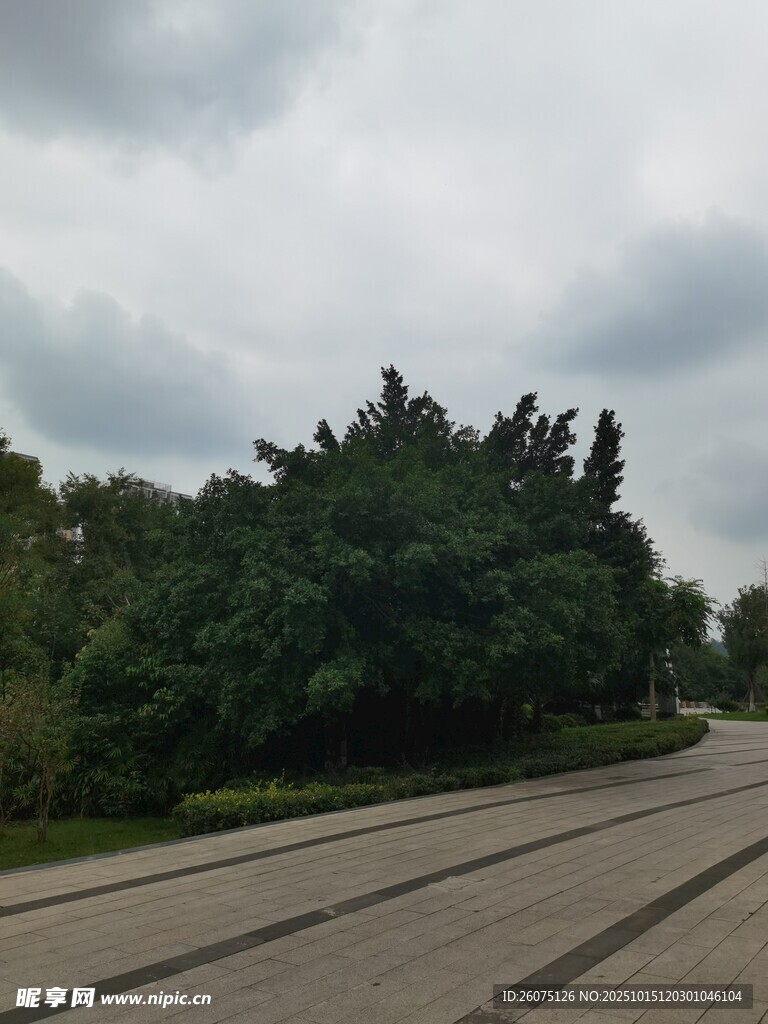 道路旁绿树与阴沉天空