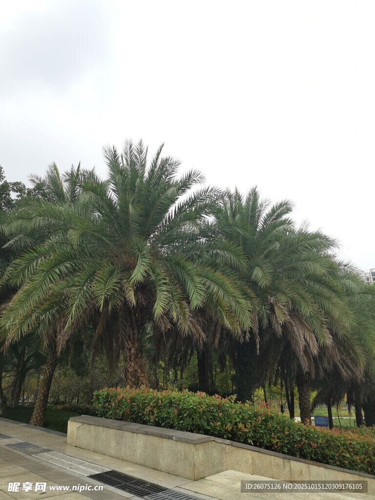 道路旁的茂密棕榈树林