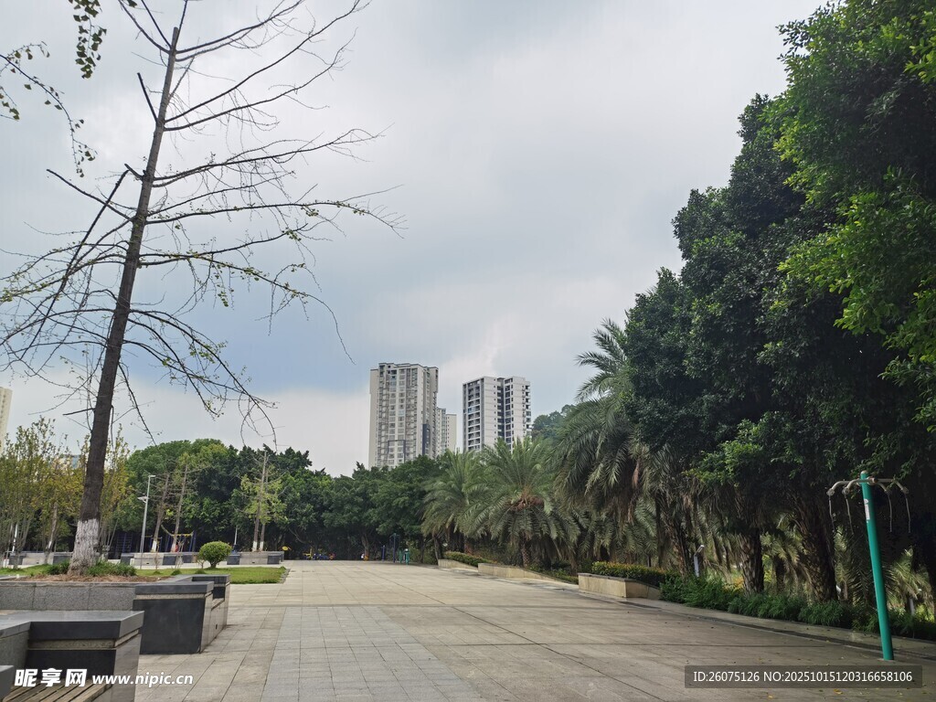 城市公园中的开阔林荫道