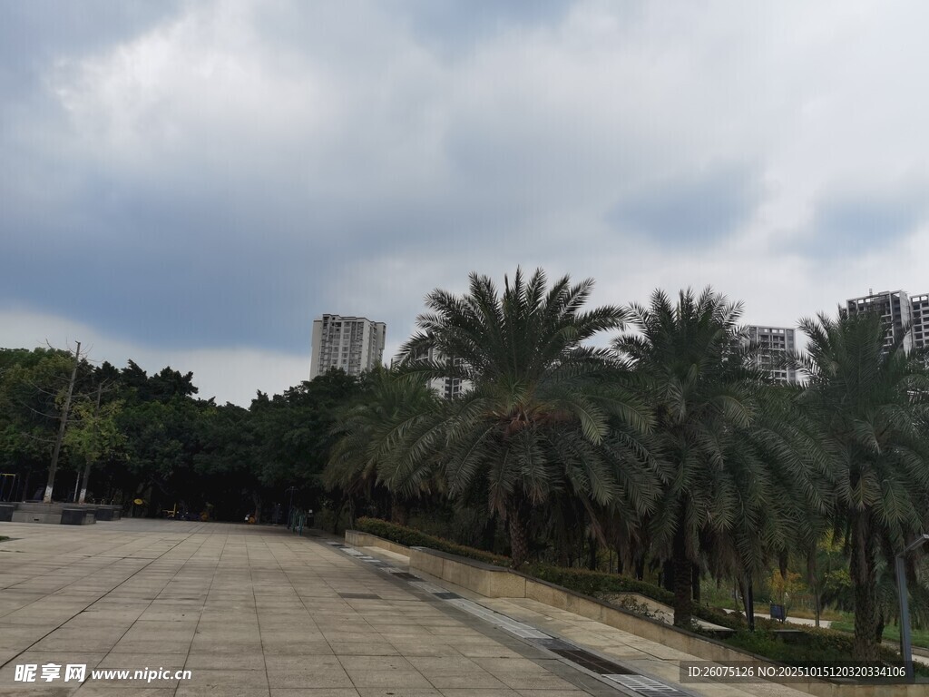 城市中的开阔棕榈树广场