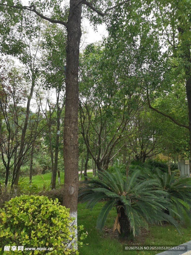 绿意盎然的公园树木景观