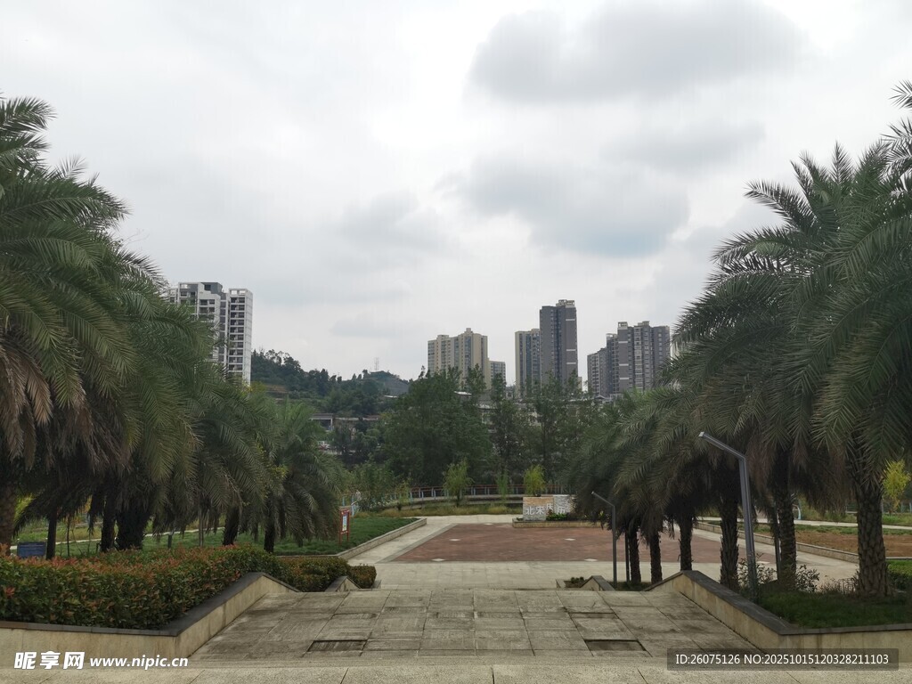 城市中的静谧林荫景观