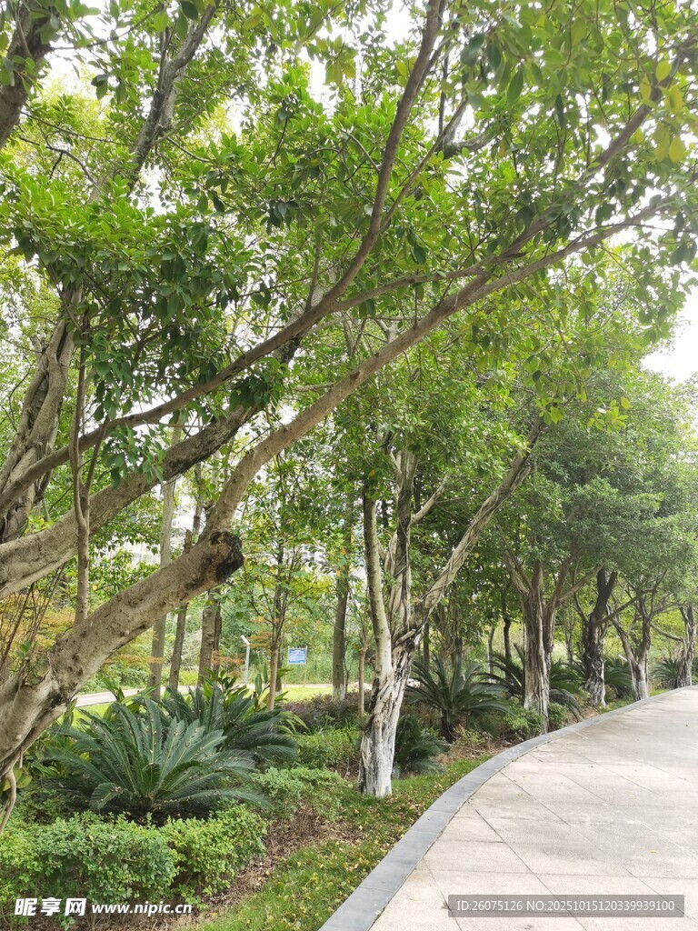 林荫小道绿意盎然的漫步路