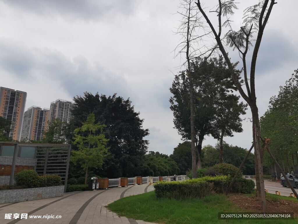 城市中的绿树与道路景观