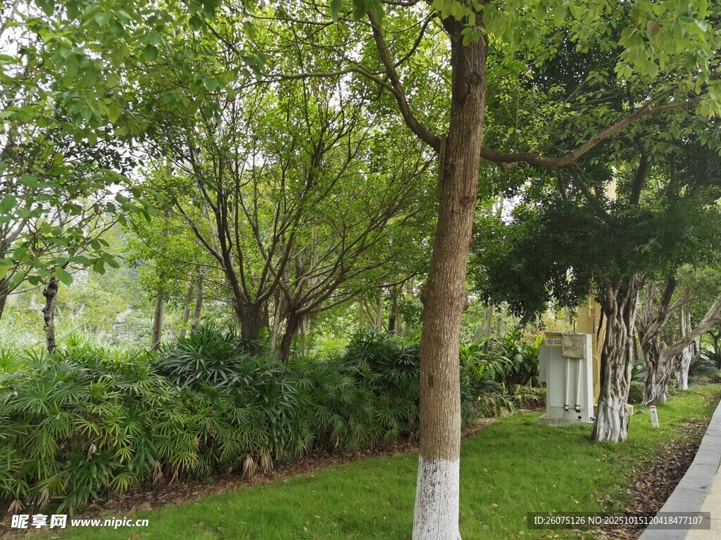 林荫小道绿意盎然的景致