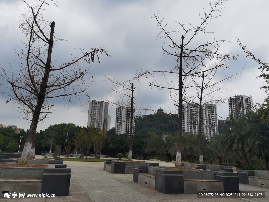 城市广场中的光秃树木景观