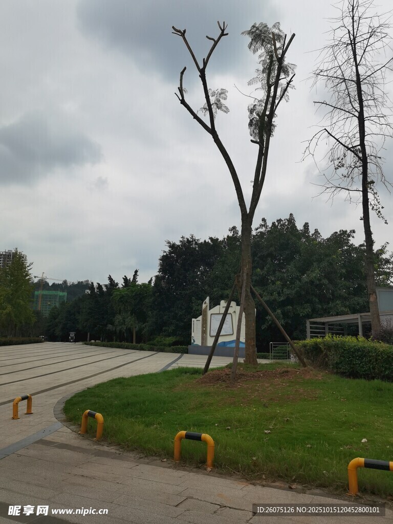 路边枯树与绿化景观