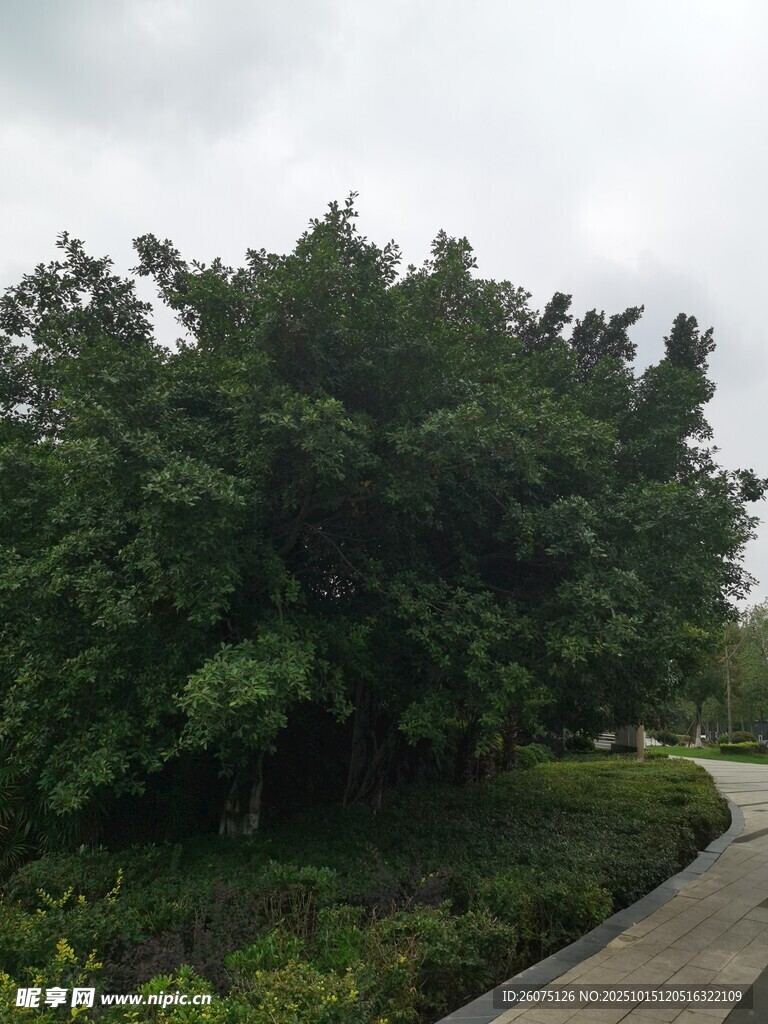 绿意盎然的园林树木景观
