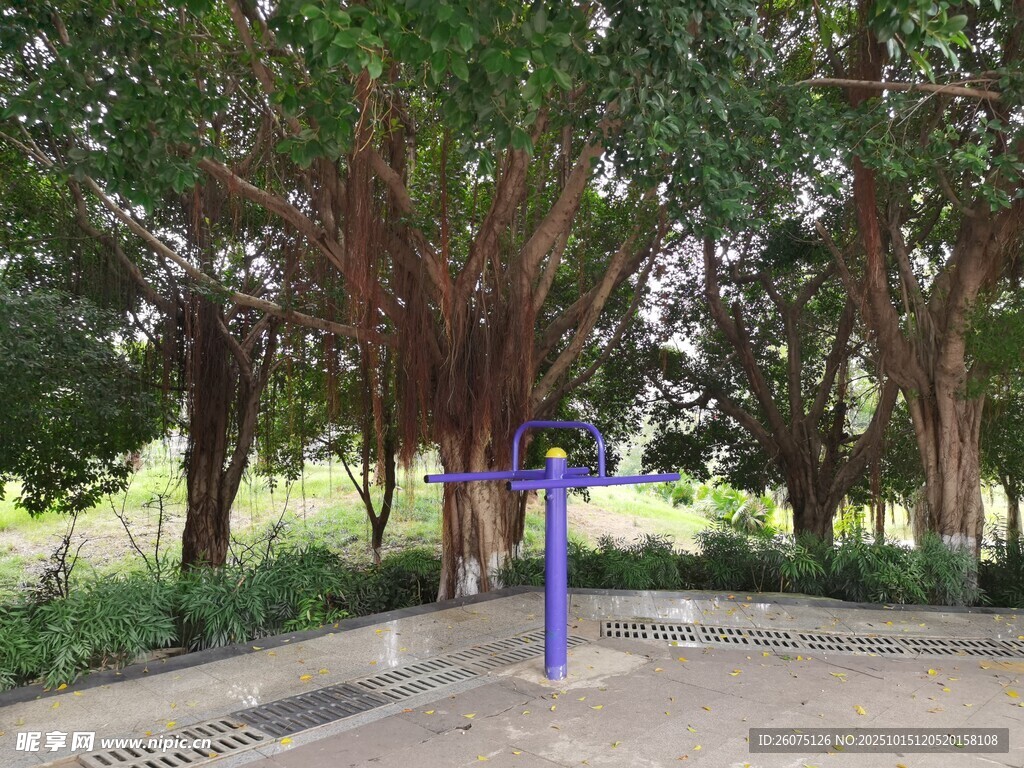 林间蓝杆健身器材景致