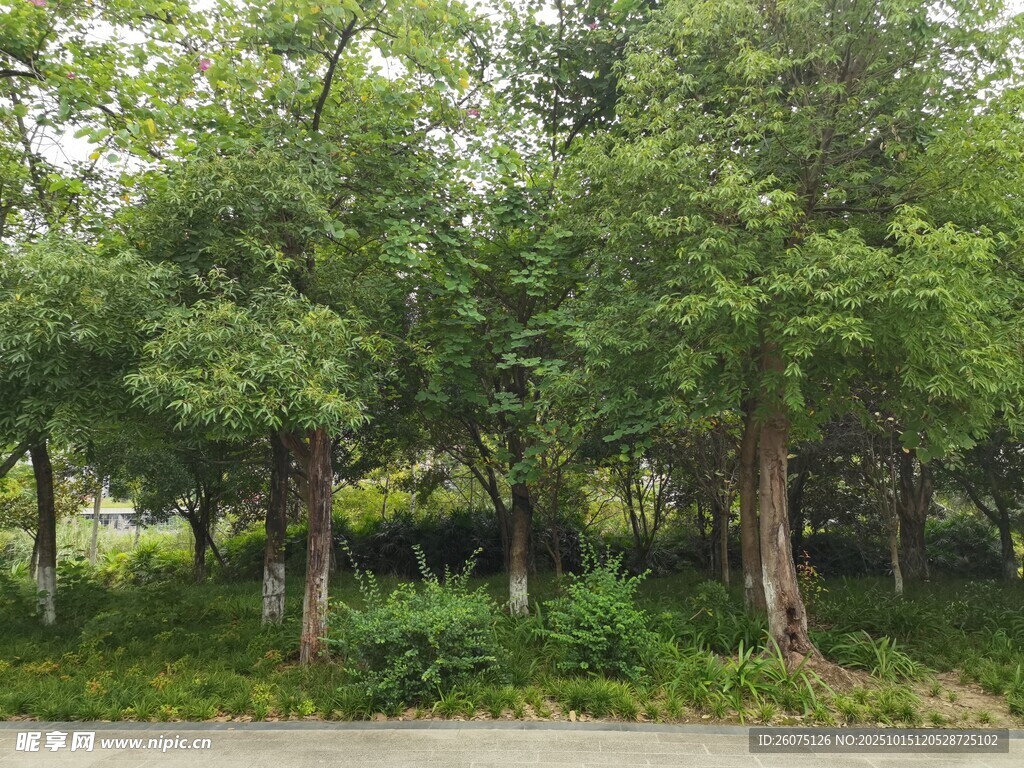 茂密树林绿意盎然