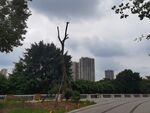 城市公园枯树立于绿荫间
