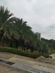道路旁的棕榈树景观