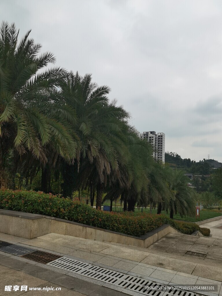 道路旁的棕榈树景观