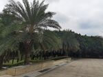 道路旁的棕榈树景观