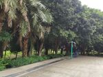 林荫下的宁静道路