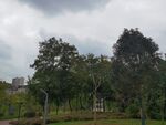 户外绿树成荫的自然景致