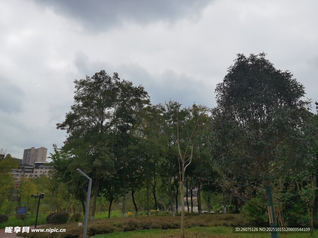 户外绿树成荫的自然景致