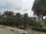 路边的棕榈树景观