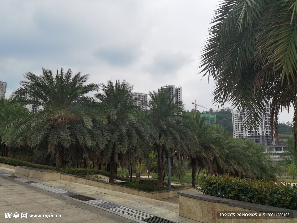 路边的棕榈树景观