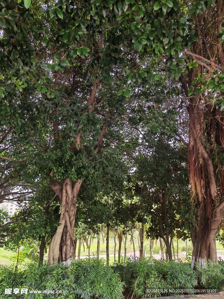 茂密树林中的葱郁树木