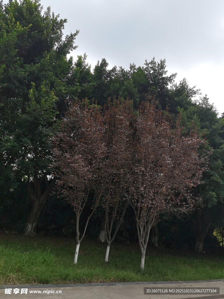 路边多彩树木景观