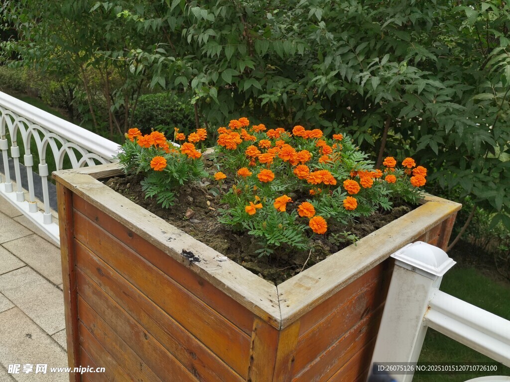木质花箱中的灿烂橙花