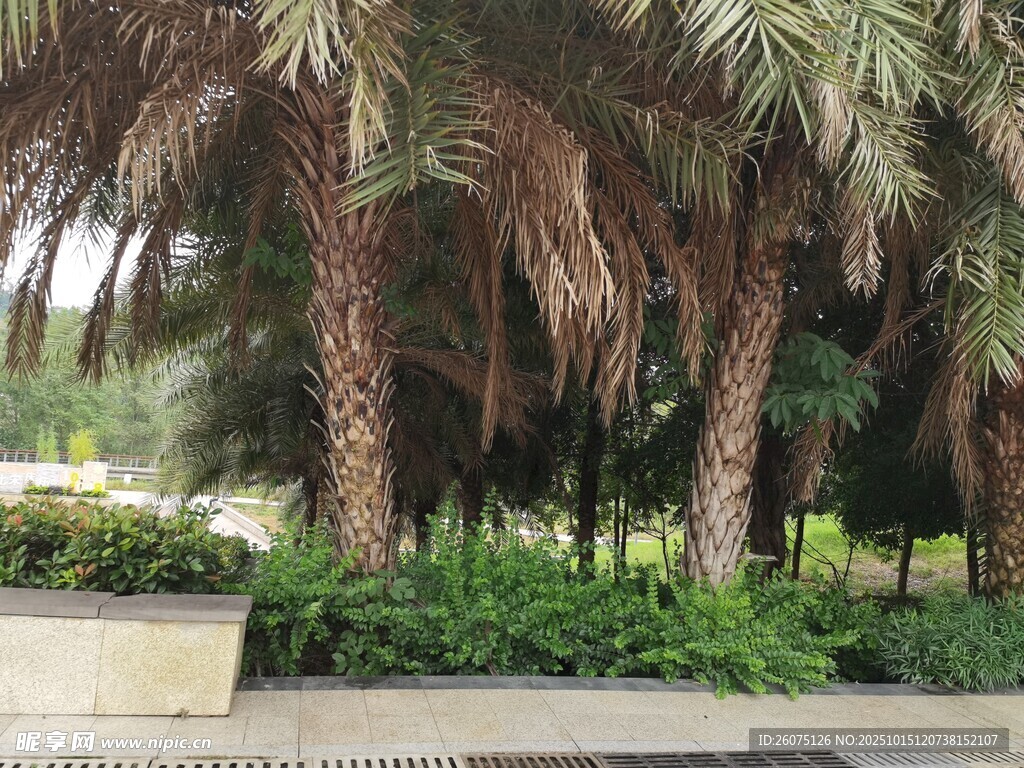 棕榈树林景观
