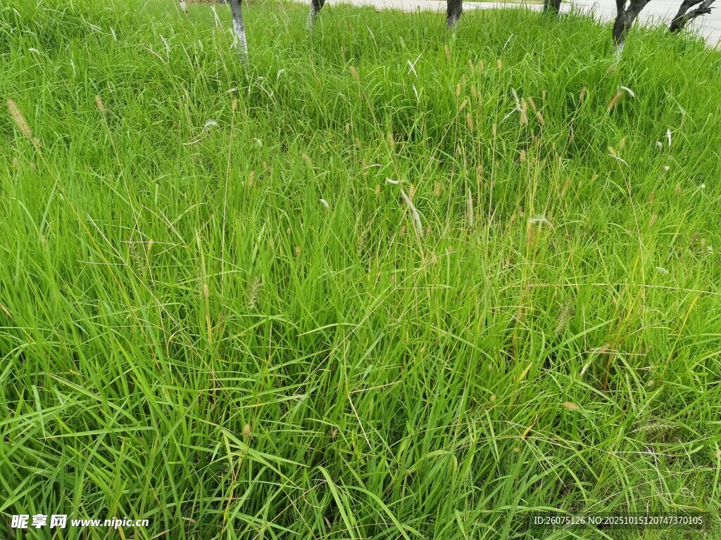 翠绿草地尽显自然生机