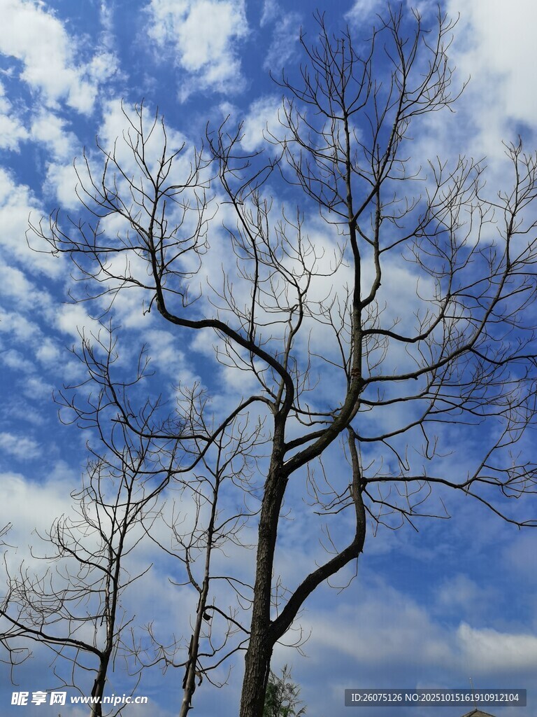 蓝天映衬下的光秃树木