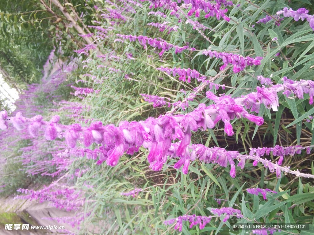紫色穗状花卉绽放美景