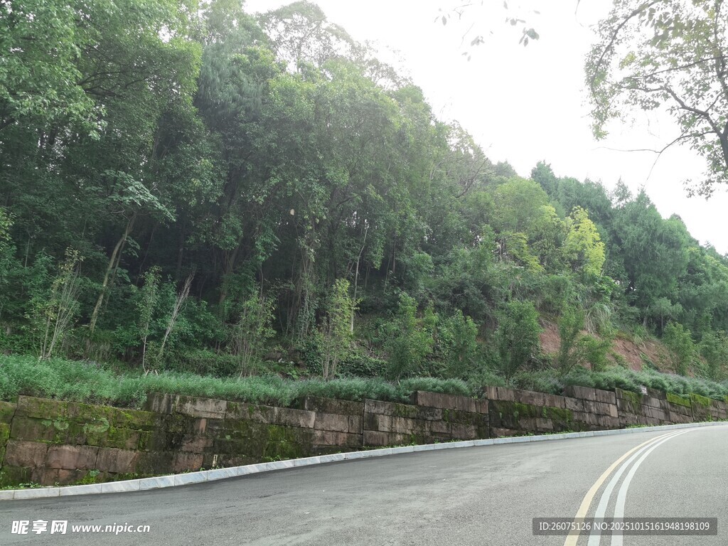 蜿蜒公路旁的葱郁山林