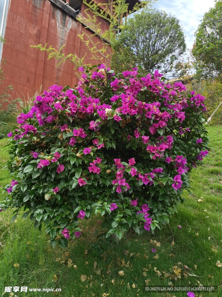 盛开的紫花三角梅植株