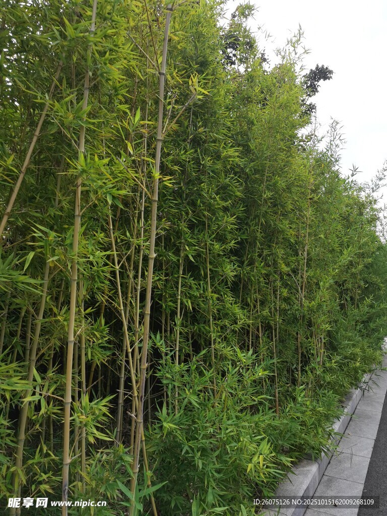 路边茂密竹林景色