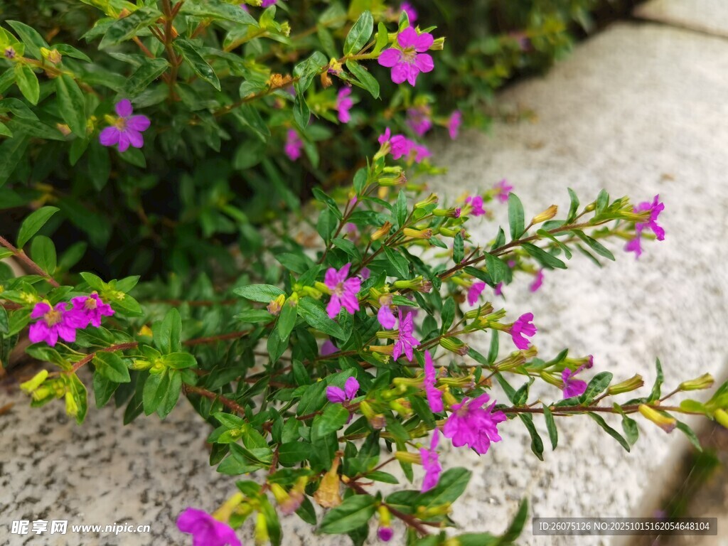 石边绽放的娇艳紫色小花