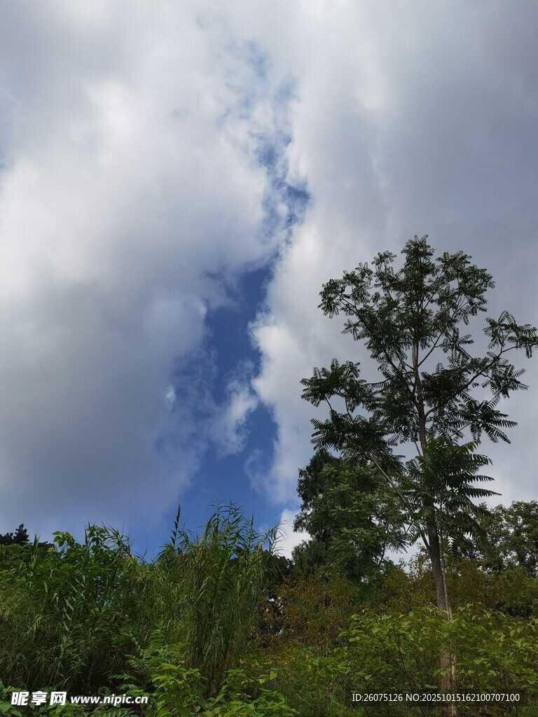 蓝天白云下的葱郁树木