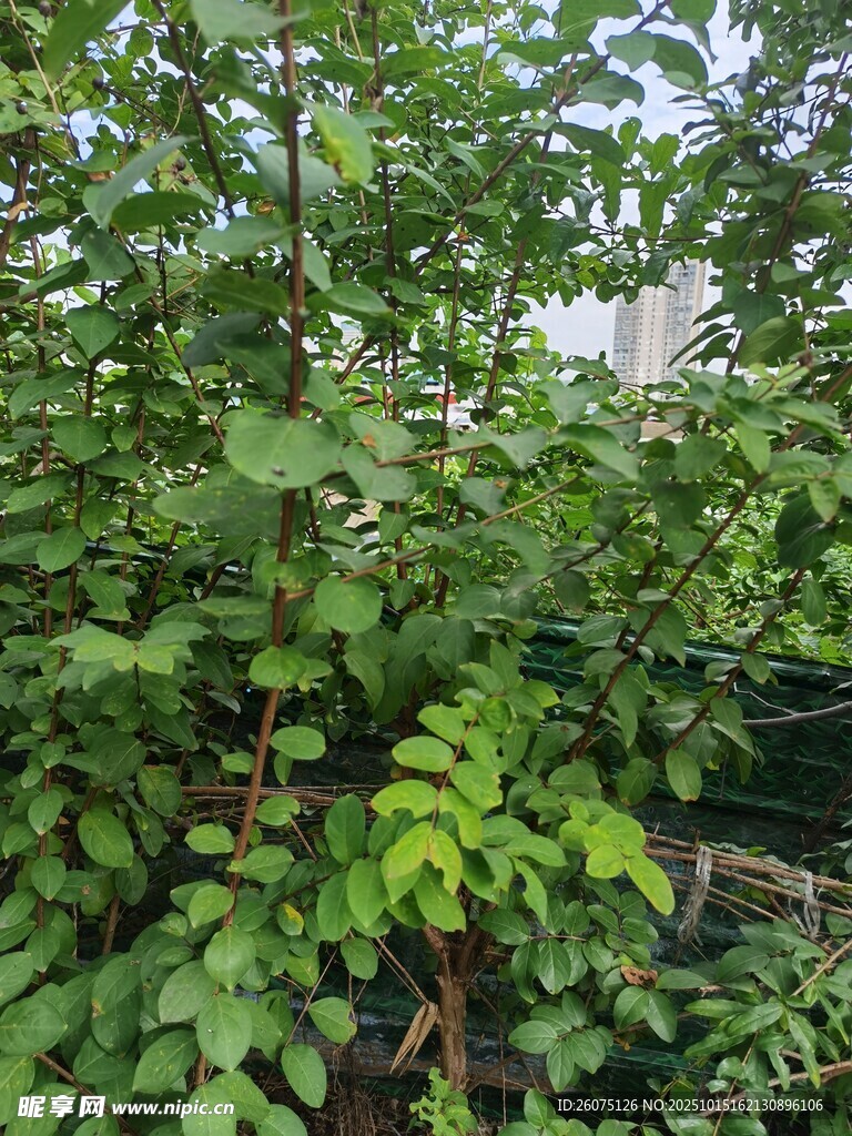 繁茂绿植景观