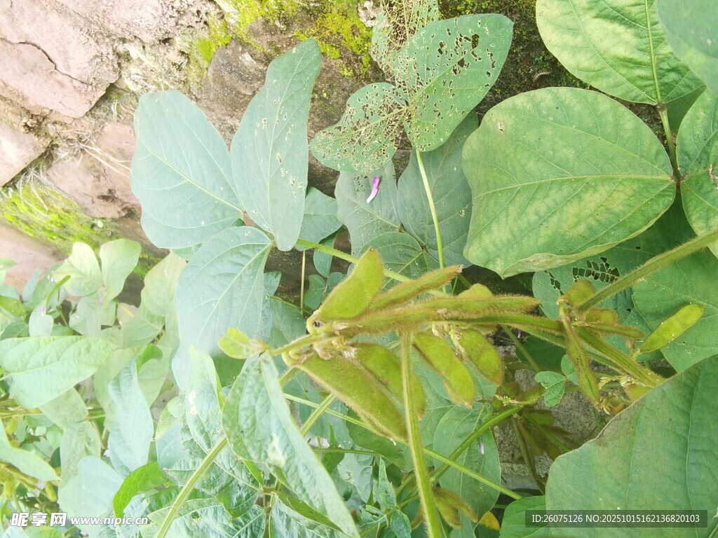 绿叶植物特写
