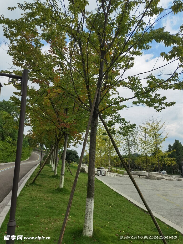 道路旁整齐的绿树景观