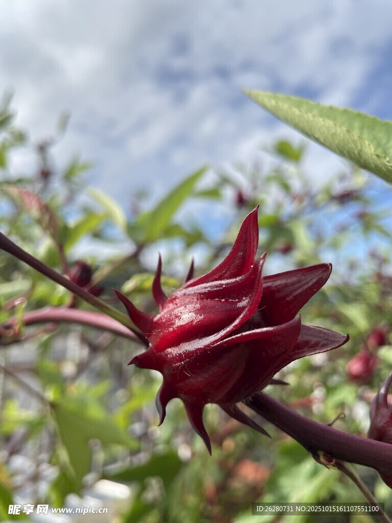 娇艳洛神花绽放枝头