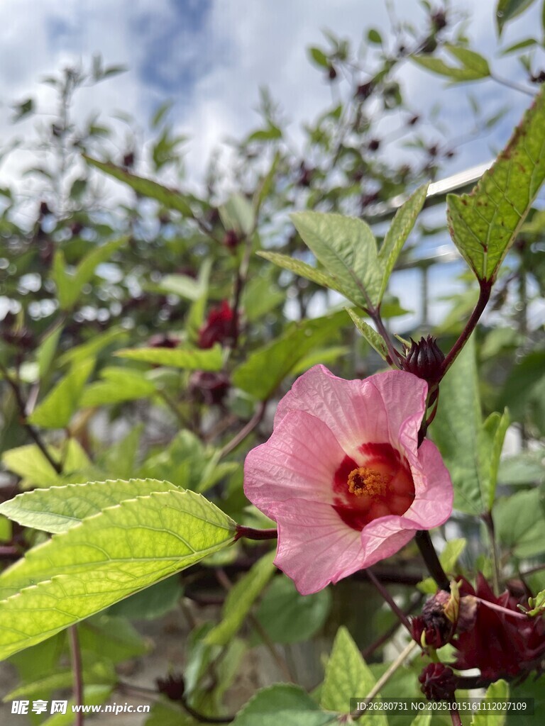娇艳洛神花绽放绿叶间