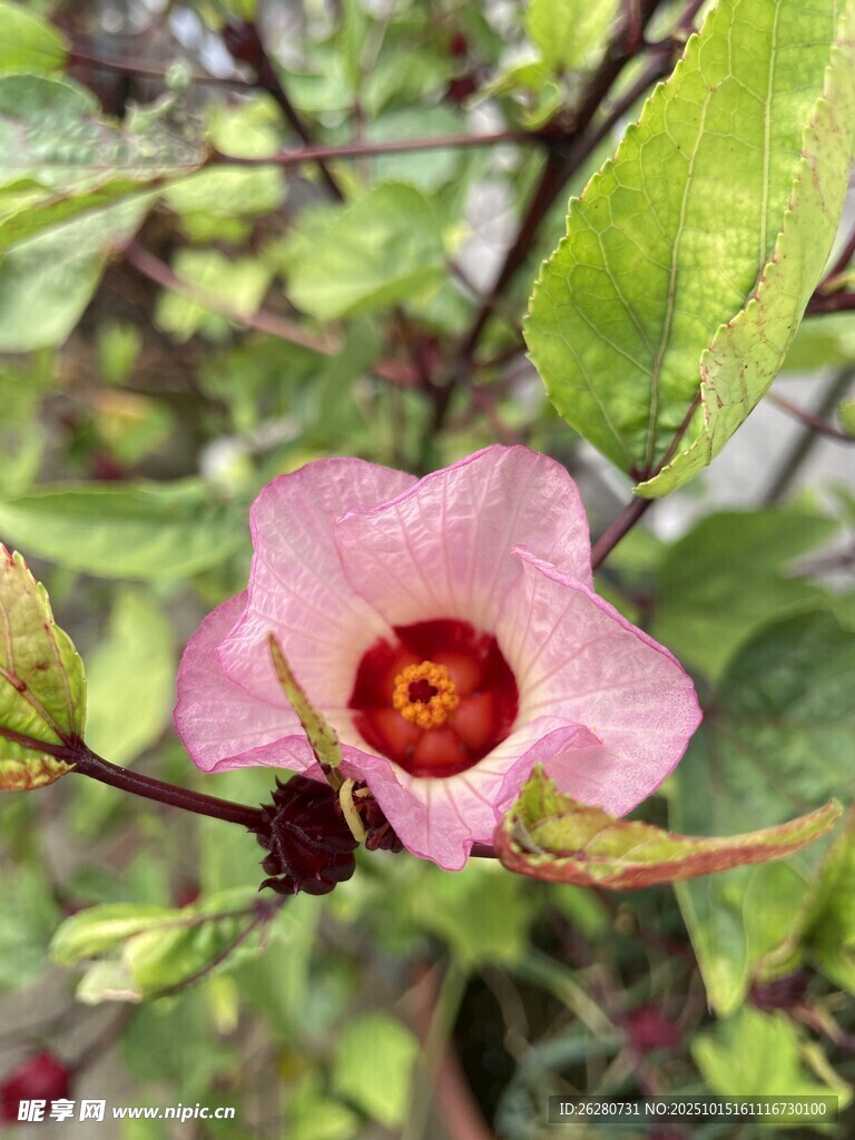 洛神花娇艳粉色花朵绽放枝叶间