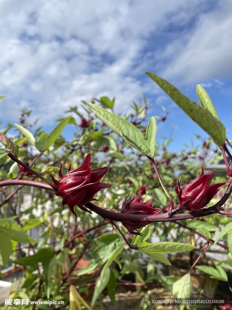 洛神花枝头红果绽绿叶间