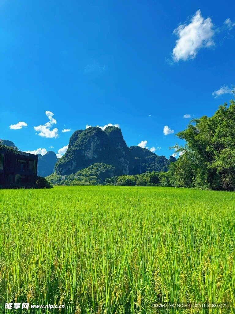 广西崇左明仕田园稻田与远山