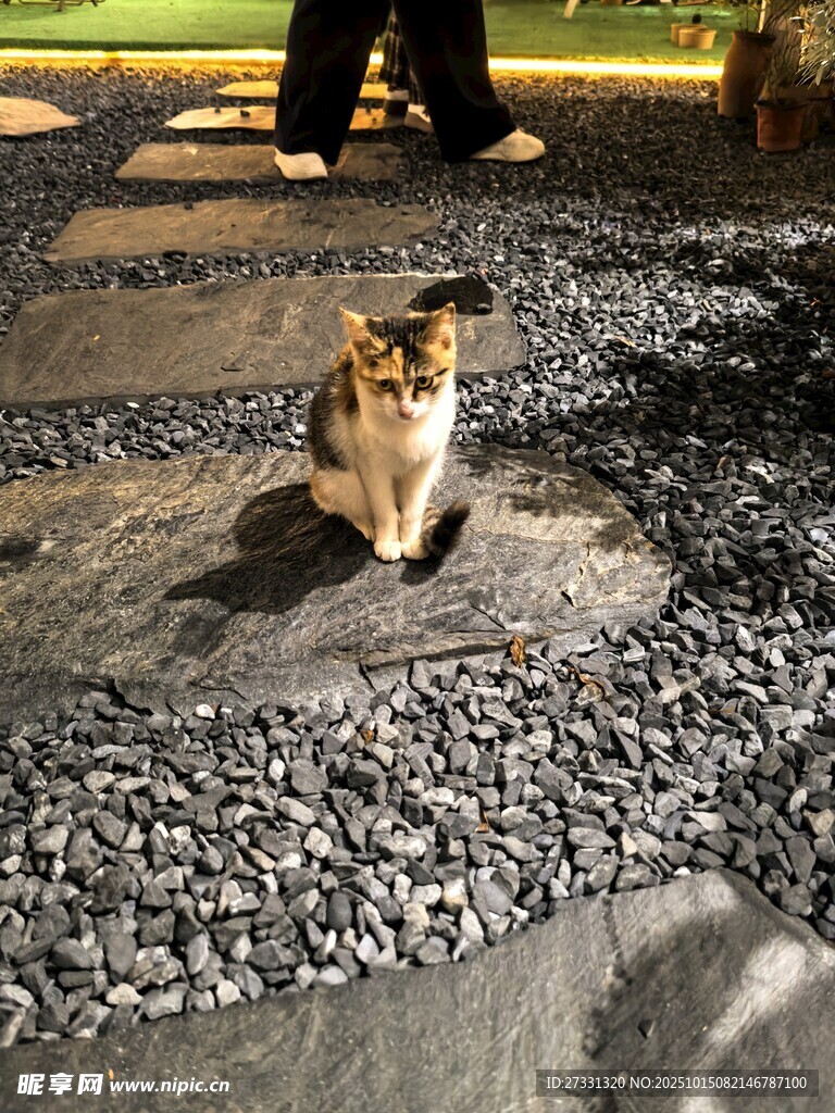 夜晚碎石地上的可爱猫咪