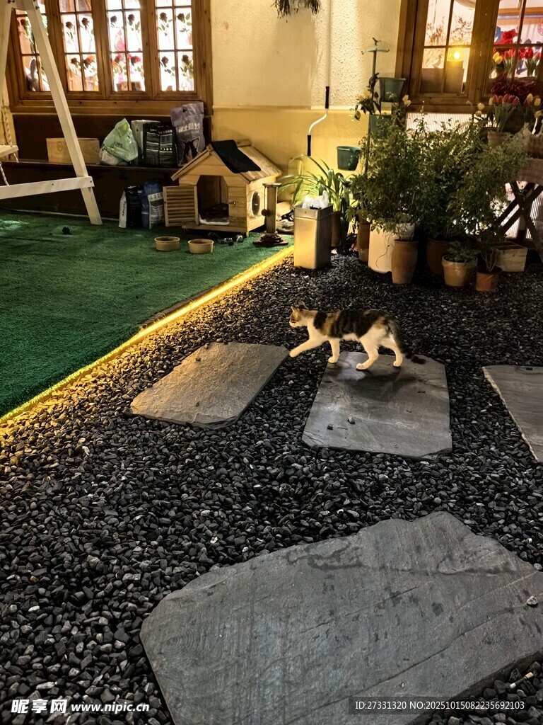 庭院中嬉戏的两只可爱猫咪